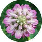 Kudzu Flower Extract
